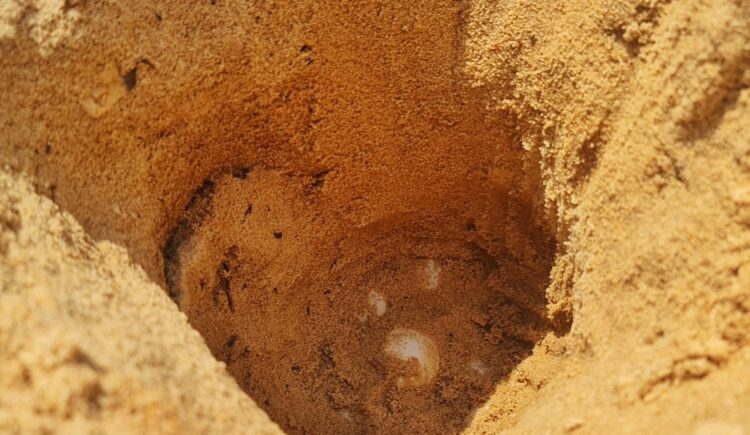 Litoral sul registra aumento no número de ninhos de tartaruga