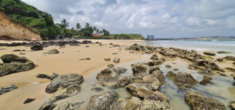 Litoral sul registra aumento no número de ninhos de tartaruga