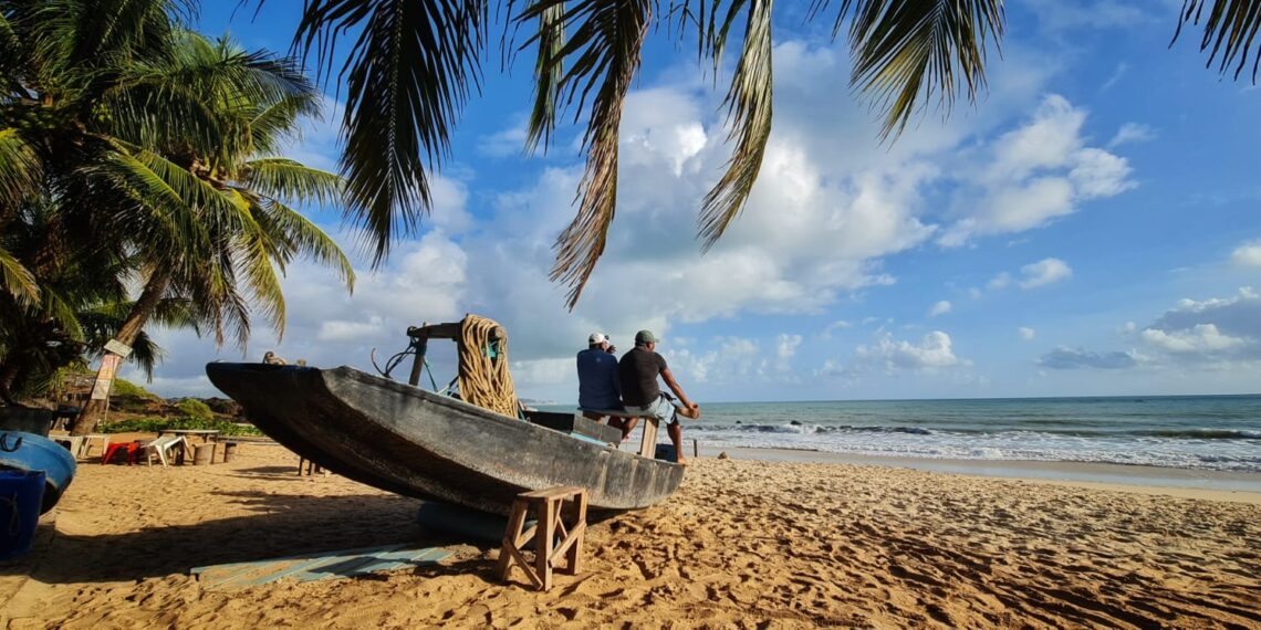 Litoral sul registra aumento no número de ninhos de tartaruga