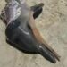 70 animais marinhos morrem encalhados no RN em um mês, maior registro no litoral oriental do estado em 25 anos