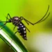 Brasil ultrapassa meio milhão de casos prováveis de dengue