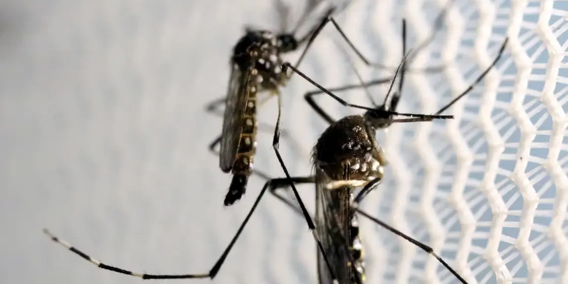 Brasil se aproxima de 1 milhão de casos prováveis de dengue