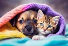 Inscrições para castração de cães e gatos encerram nesta quarta-feira (13)
