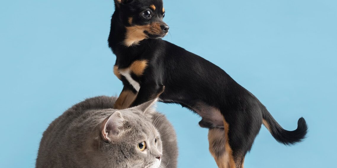 Parnamirim: inscrições para castração de cães e gatos começam nesta segunda, 4