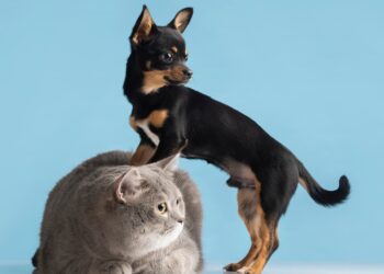 Parnamirim: inscrições para castração de cães e gatos começam nesta segunda, 4