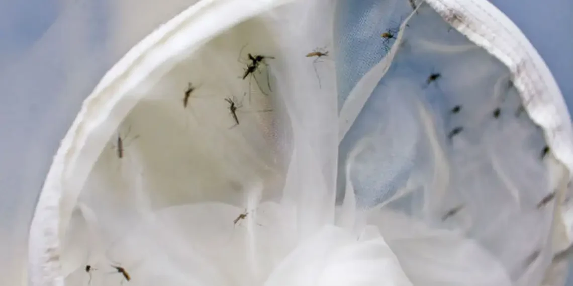 Brasil tem 391 mortes por dengue