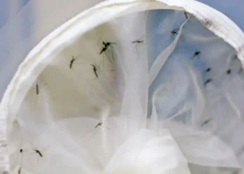 Brasil tem 391 mortes por dengue