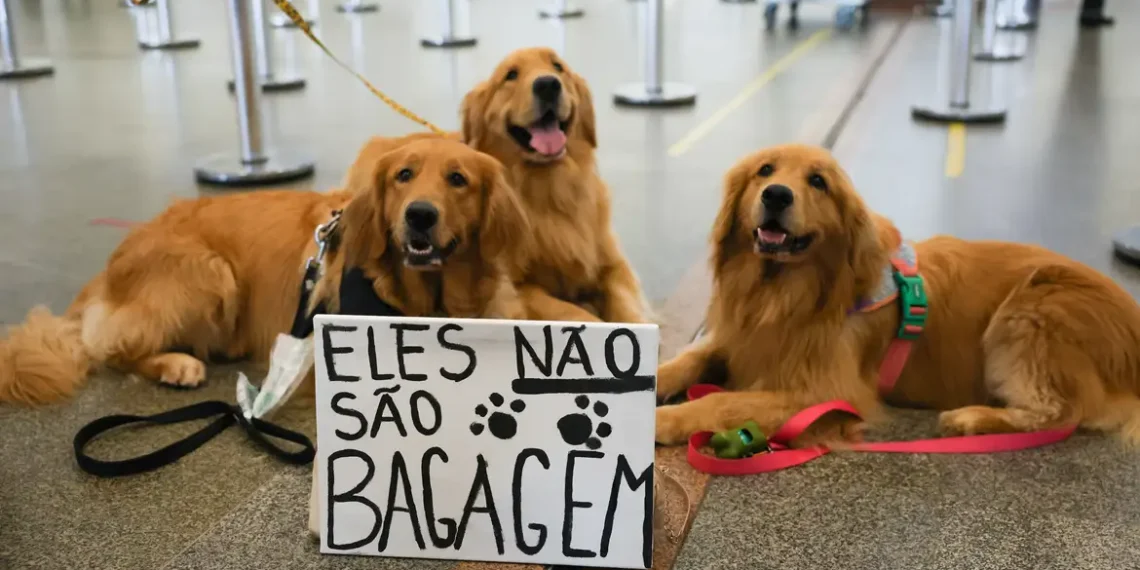 Após morte de Joca, tutores se manifestam no aeroporto de Brasília