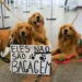 Após morte de Joca, tutores se manifestam no aeroporto de Brasília
