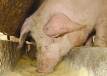 Atroz: porcos são usados para comer corpos de vitimas assassinadas