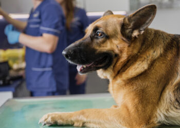 Castração de Cães e Gatos: conheça o processo e tire suas dúvidas sobre o serviço em Parnamirim