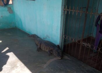 Jacaré invade casa e é retirado pelo Corpo de Bombeiros, em Ceará-Mirim