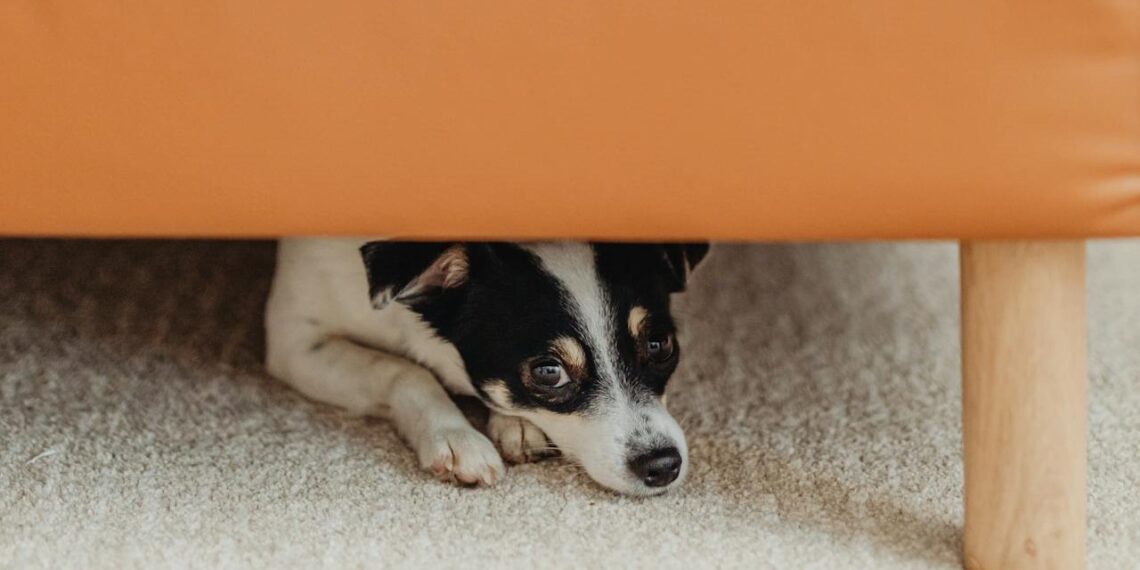 Veterinária explica como proteger pets dos fogos de artifício