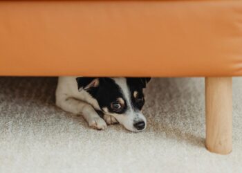 Veterinária explica como proteger pets dos fogos de artifício