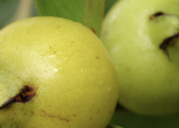 História evolutiva das plantas