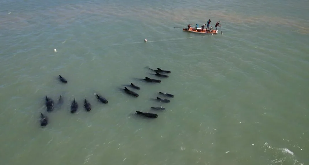 Operação tenta levar baleias encalhadas no litoral Norte do RN para alto mar