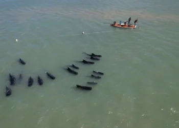 Operação tenta levar baleias encalhadas no litoral Norte do RN para alto mar