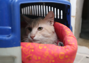 Prefeitura publica edital para instalar hospital veterinário em Natal