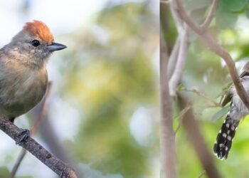 Choca-do-nordeste-de-cauda-barrada