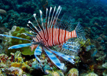 Professora da UFRN alerta sobre manejo do Peixe-leão em Fernando de Noronha