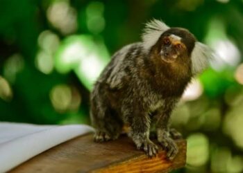 Ensaio retrata saguis do Campus Central da UFRN