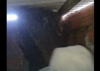 Bombeiros removem enxame de abelhas em Currais Novos