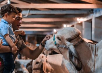 62ª Festa do Boi recebe mais de 500 mil visitantes e aquece a economia de Parnamirim