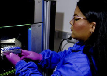 Saborizante da casca dos sobreiros