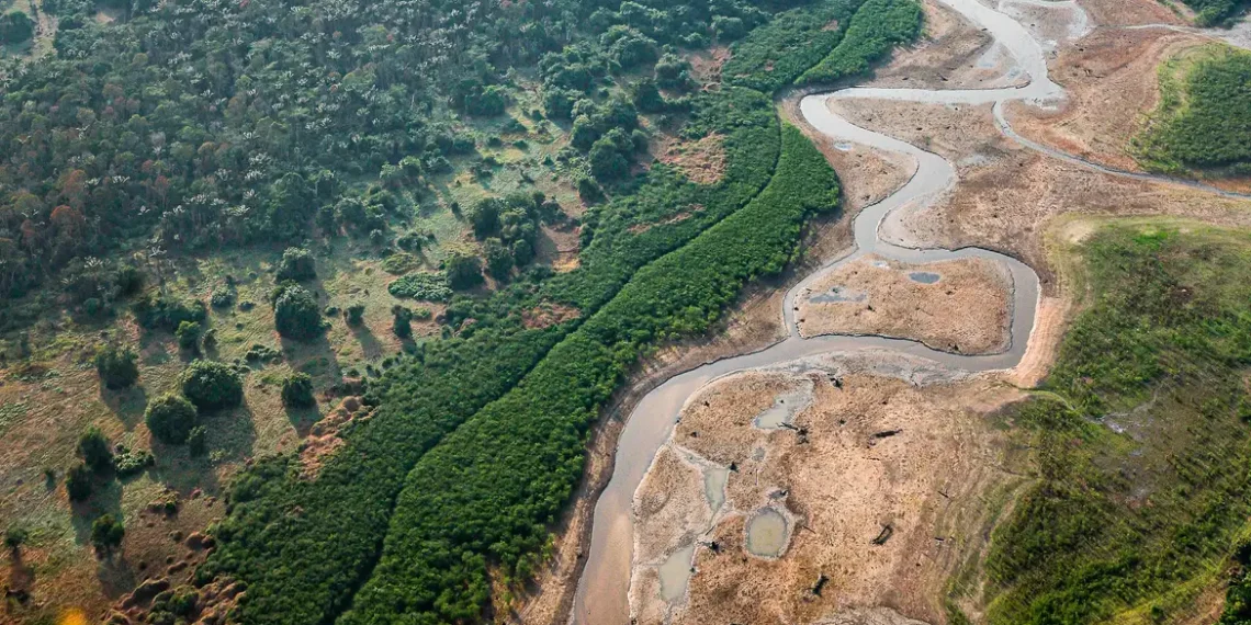 Pesquisa com bactérias na Amazônia pode desenvolver novos medicamentos