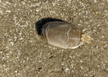 Pesquisadores investigam ‘sumiço’ dos tatuís na costa brasileira