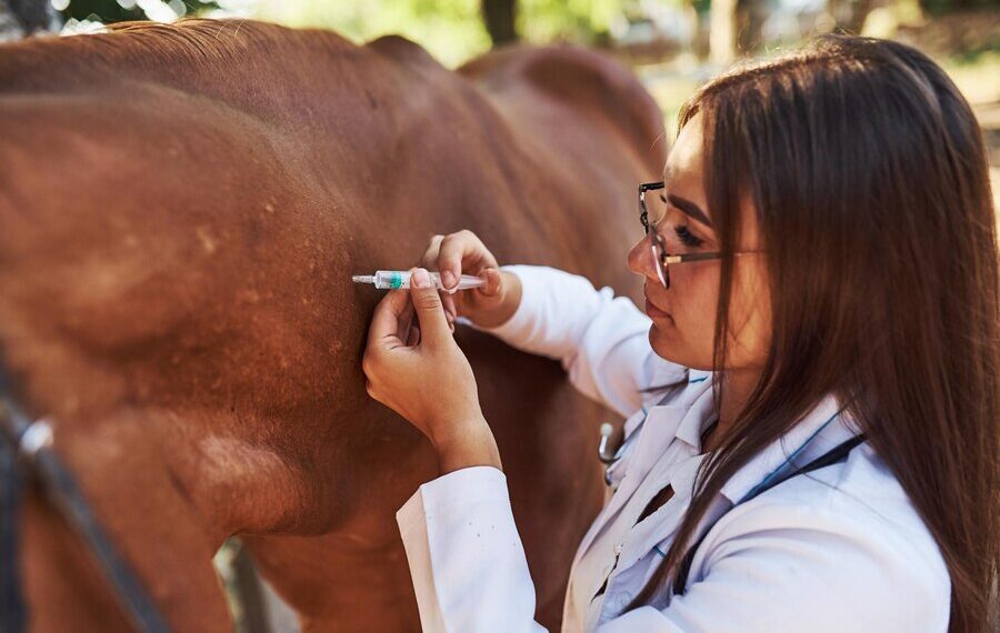 UnP Vet promete movimentar setor Agropet em mais uma edição