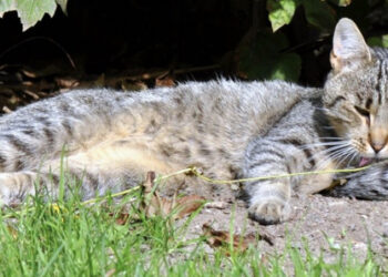 Enfrentando a esporotricose