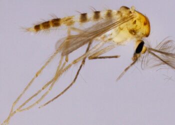 Nova espécie de inseto é identificada no Rio Grande do Norte