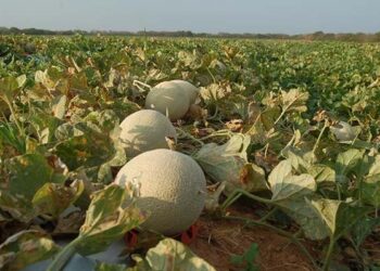 Frutas frescas no radar global: Expofruit sedia edição do programa Exporta Mais Brasil