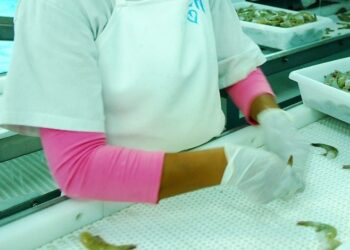 Camarão sustentável – Resíduos da filetagem viram fonte de renda e reduzem impactos ambientais no RN