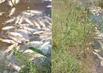 Polícia investiga morte de peixes em barragem no interior do RN; suspeita é de contaminação por inseticida