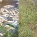 Polícia investiga morte de peixes em barragem no interior do RN; suspeita é de contaminação por inseticida