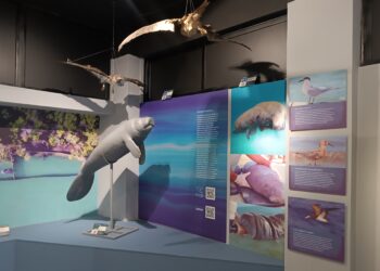 Museu de Ciências Morfológicas é espaço de fomento de conhecimento infanto-juvenil