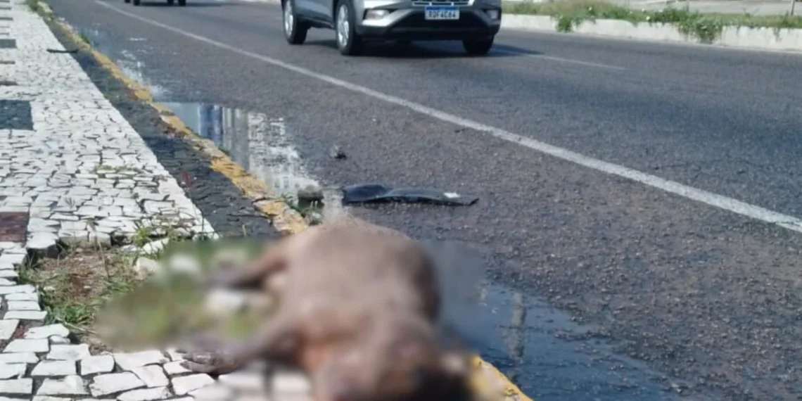 Capivara é atropelada em plena Avenida Roberto Freire, em Ponta Negra