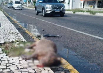 Capivara é atropelada em plena Avenida Roberto Freire, em Ponta Negra