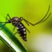 Brasil inaugura maior biofábrica do mundo de mosquitos “do bem”