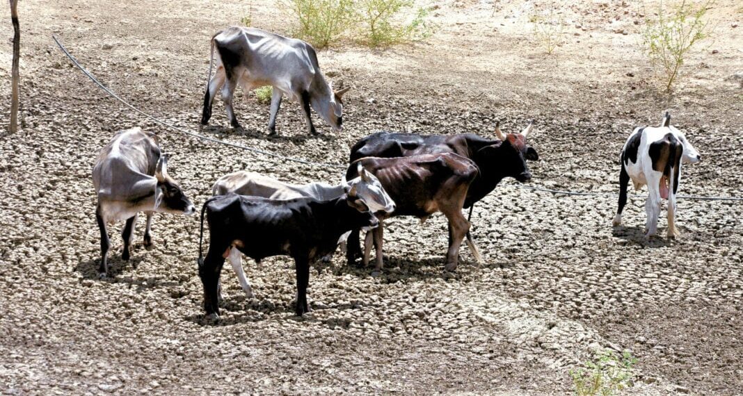 Governo avalia a possibilidade de decretar emergência por conta da seca