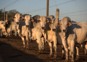 Rastreabilidade na pecuária: da gestão eficiente à conquista de valor e acesso a novos mercados