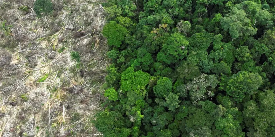 Em 40 anos, Amazônia perdeu área de vegetação do tamanho da França