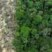 Em 40 anos, Amazônia perdeu área de vegetação do tamanho da França
