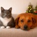 Mudança de rotina no fim do ano pode aumentar ansiedade dos pets