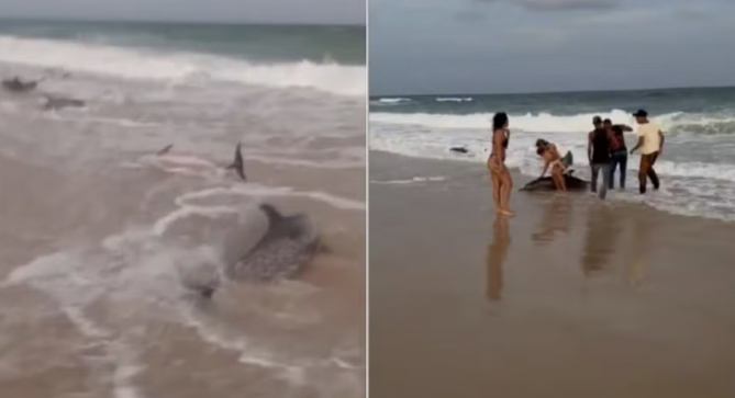 Morre terceiro golfinho após encalhe em massa em praia da Grande Natal