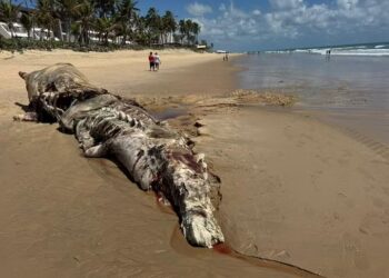 Baleia cachalote é encontrada morta na Via Costeira em Natal