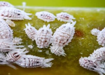 Bactérias aliadas: Pesquisa revela como bactérias ajudam insetos a sobreviver e desafiam defesas dos cactos