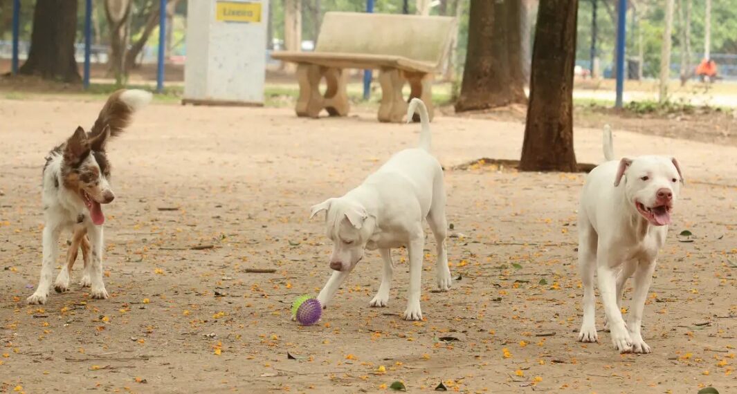 Estatuto dos Cães e Gatos prevê penas para quem maltratar animais
